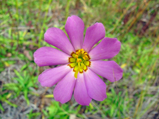 Plymouth gentian